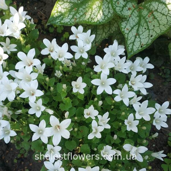 Дзвіночок Портеншлага White
