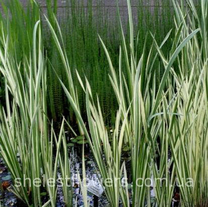 Аир болотный Variegatus — изображение 2