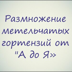 Курс "Размножение метельчатых гортензий от "А до Я"