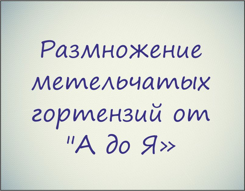 Курс "Размножение метельчатых гортензий от "А до Я"