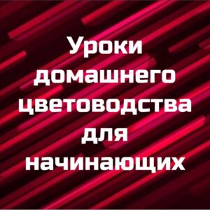 Курс "Уроки домашнего цветоводства для начинающих"