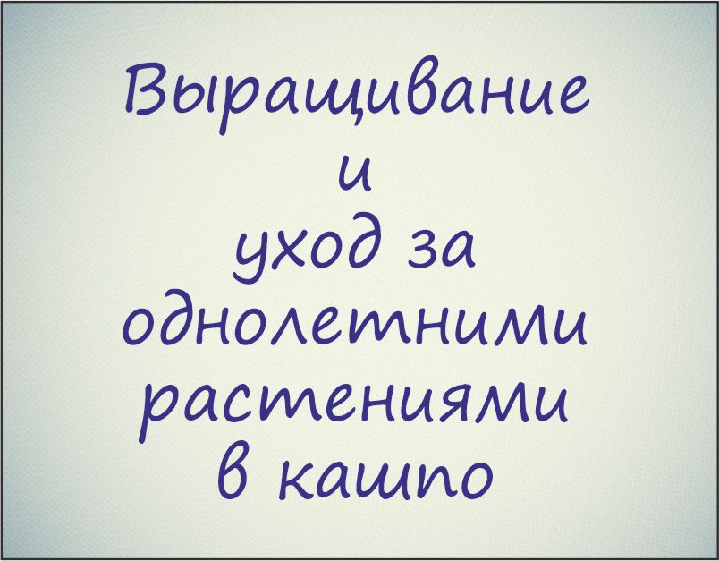 Курс "Выращивание и уход за однолетними растениями в кашпо (цветение с весны до осени)"