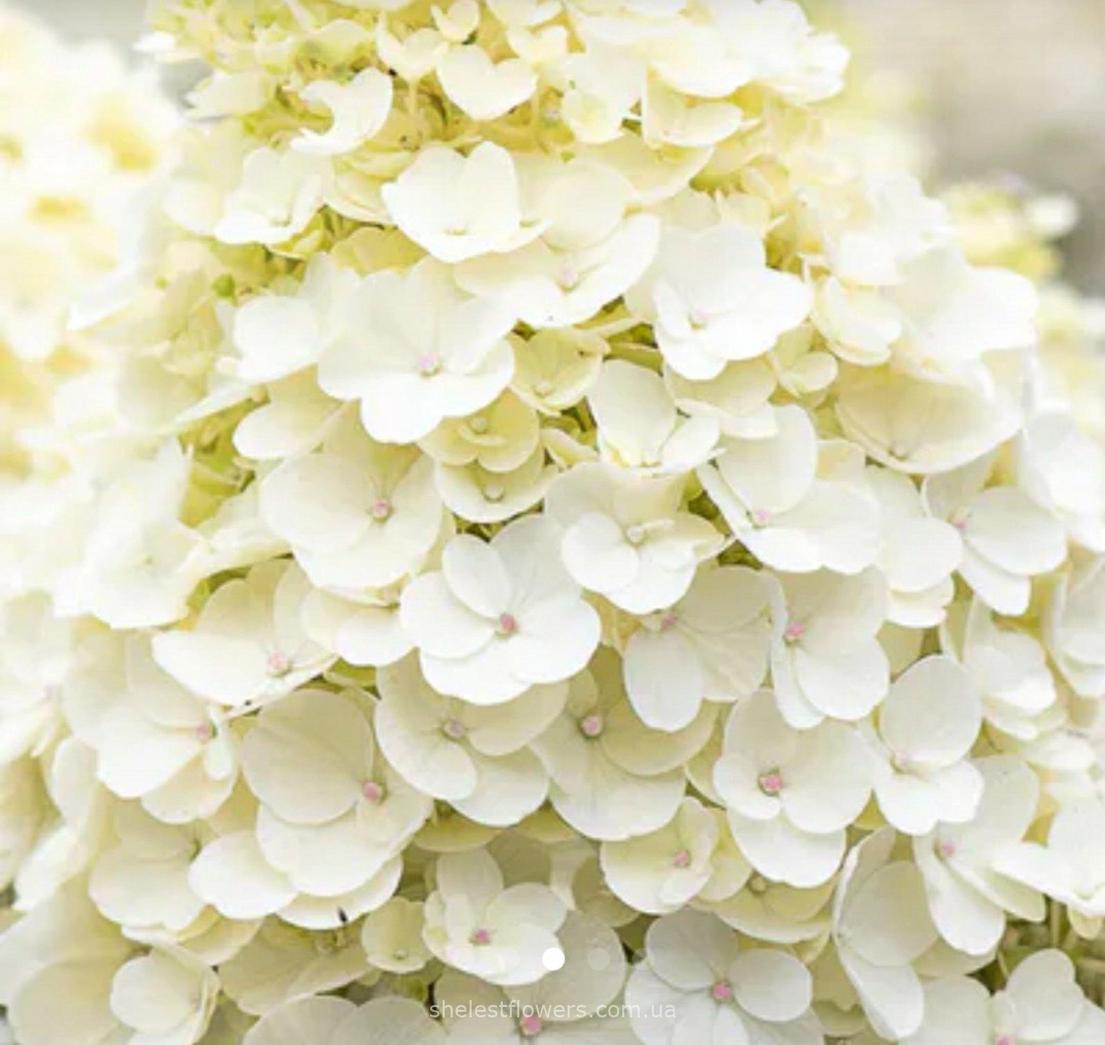 Гортензія Living Little Blossom
