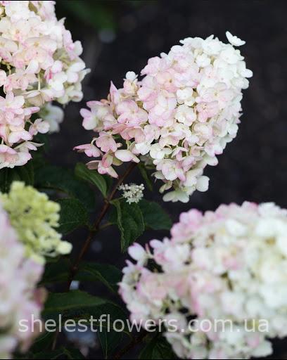 Гортензія Living Little Blossom - Зображення 2