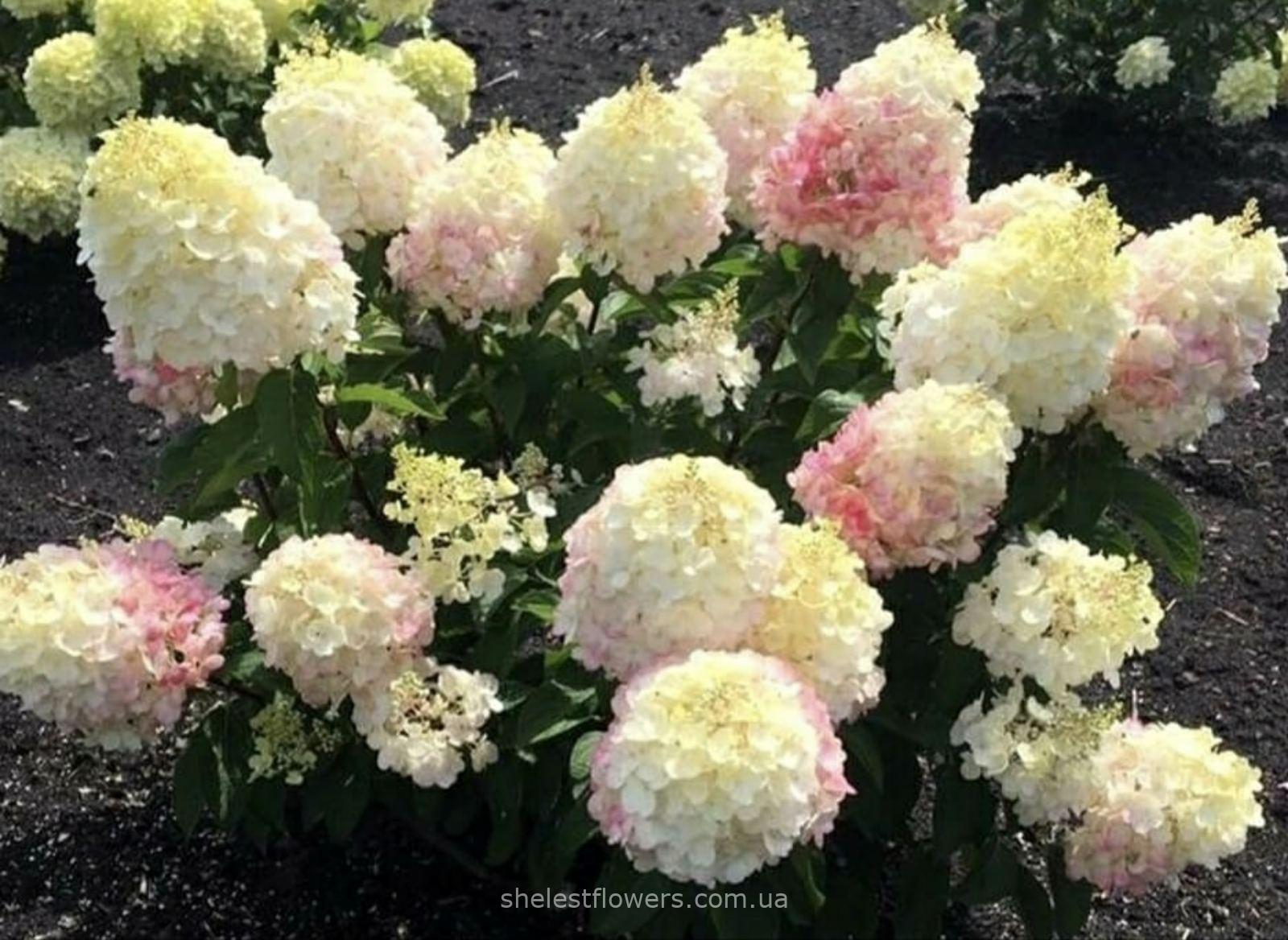 Гортензія Living Little Blossom - Зображення 5
