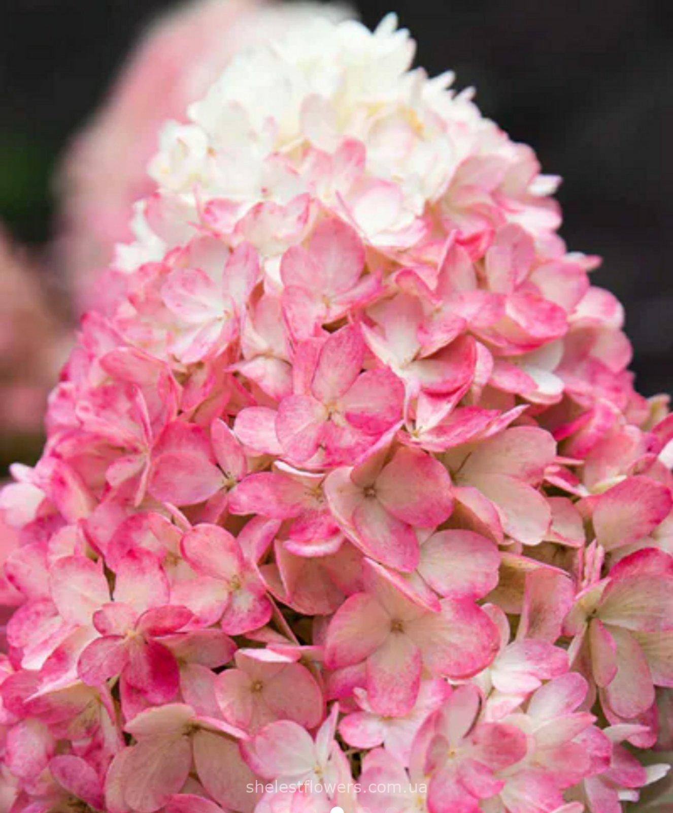 Гортензія Raspberry Pink