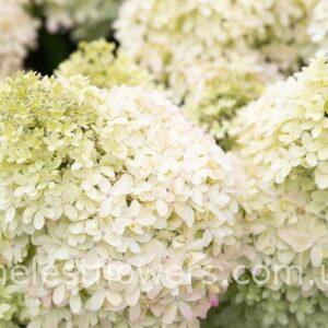 Гортензія Royal Flower