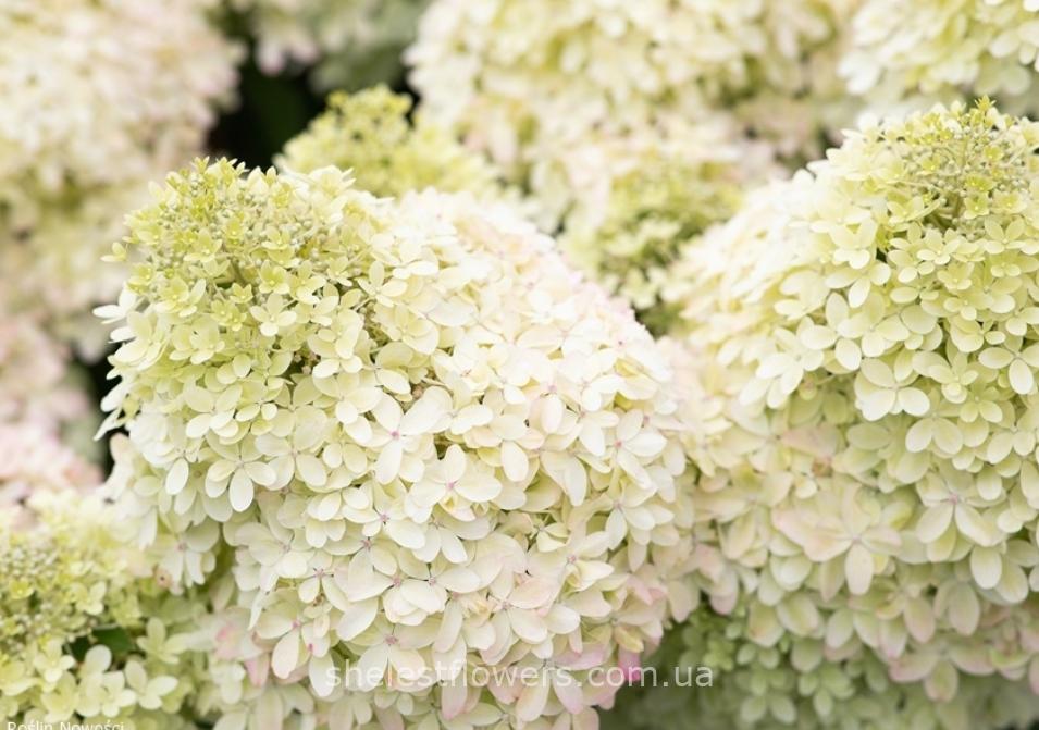 Гортензія Royal Flower