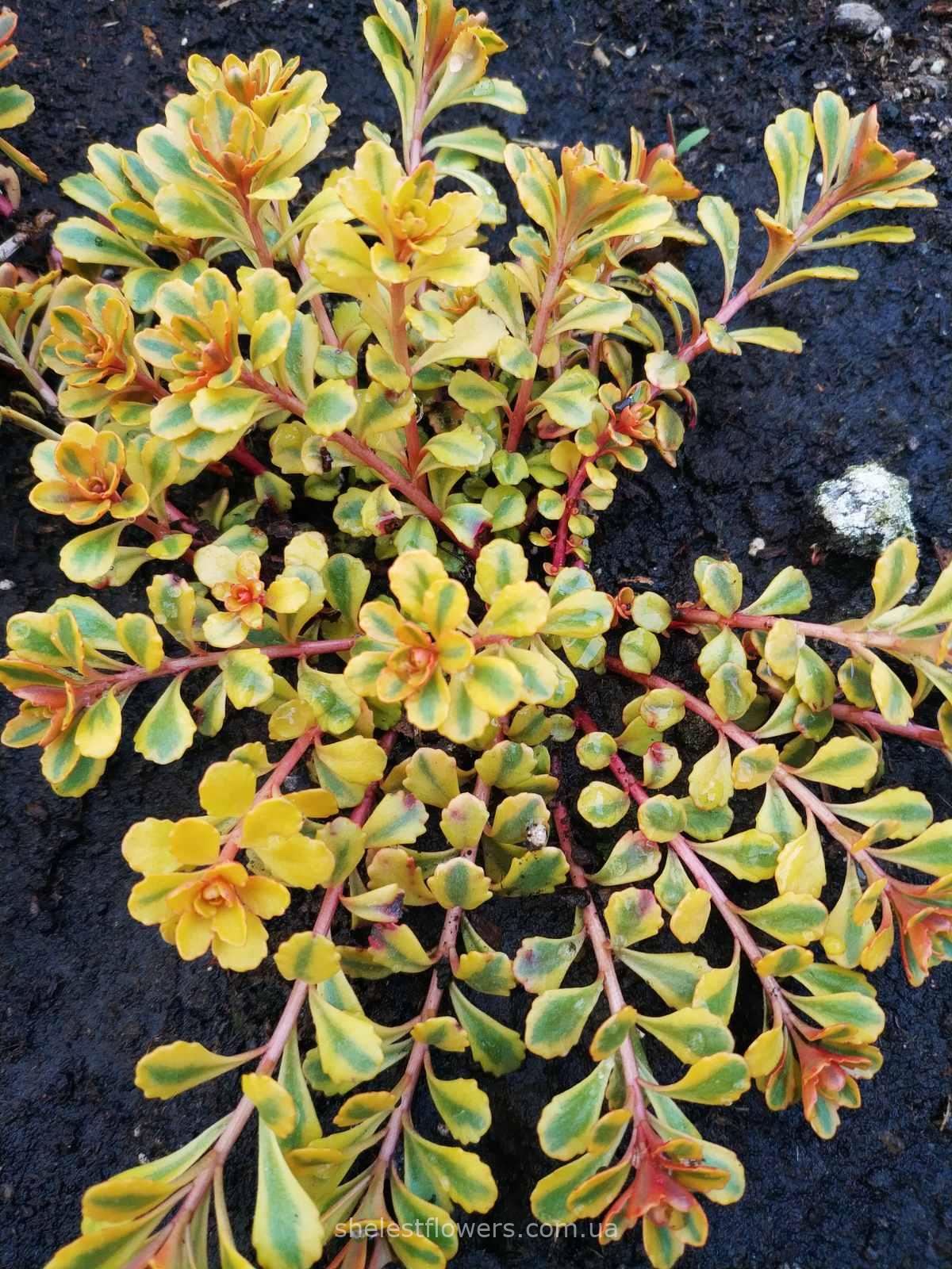 Седум The Edge