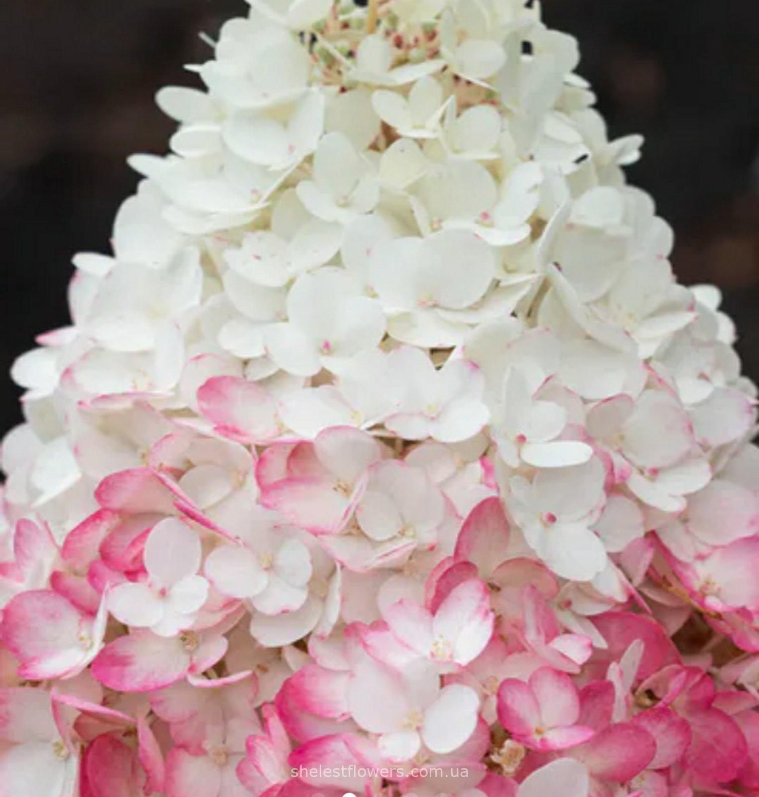 Гортензія Strawberry Blossom