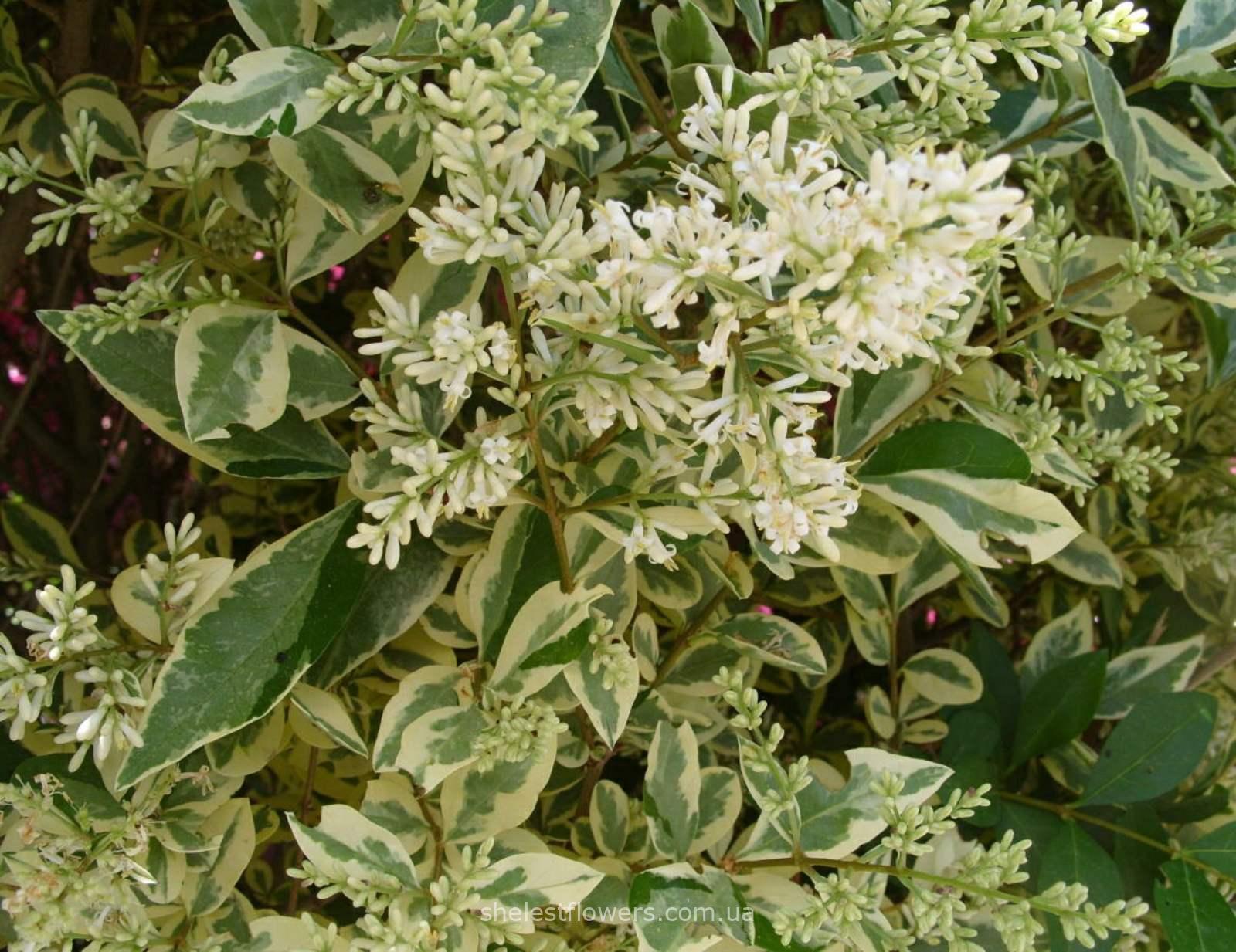 Бирючина овальнолистная Аргентум