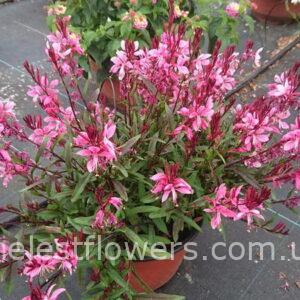 Гаура Passionate Pink