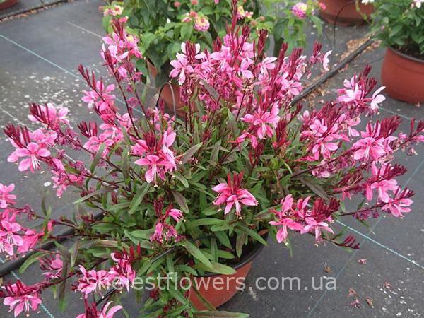 Гаура Passionate Pink