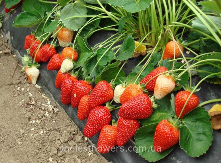 Клубника Азия — изображение 3