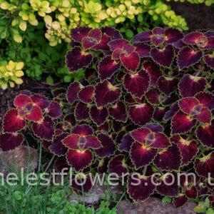 Колеус Trailing Burgundy (45)