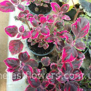 Колеус Trailing Plum Brocade (31)