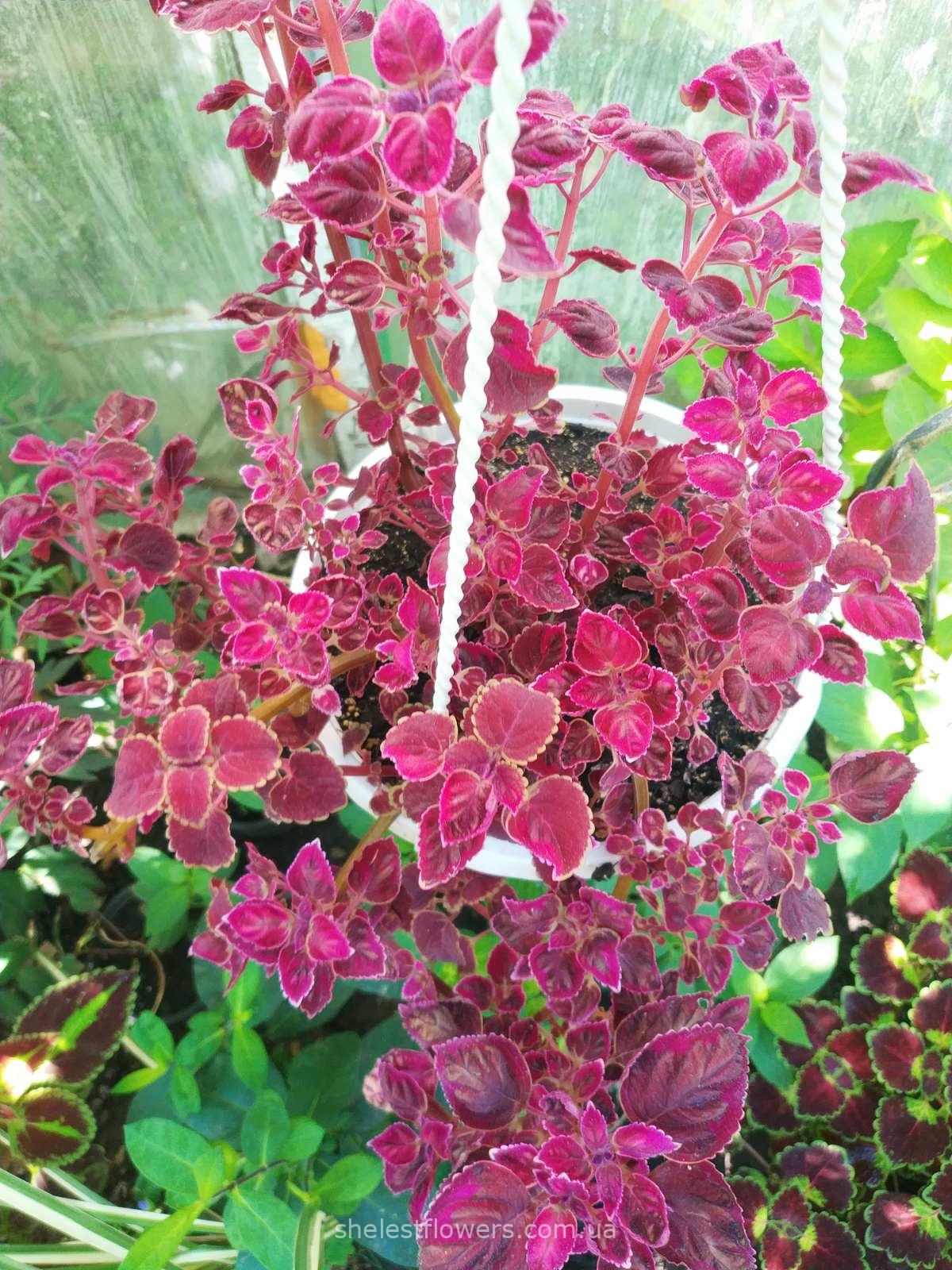 Колеус Trailing Plum Brocade (31) — изображение 2