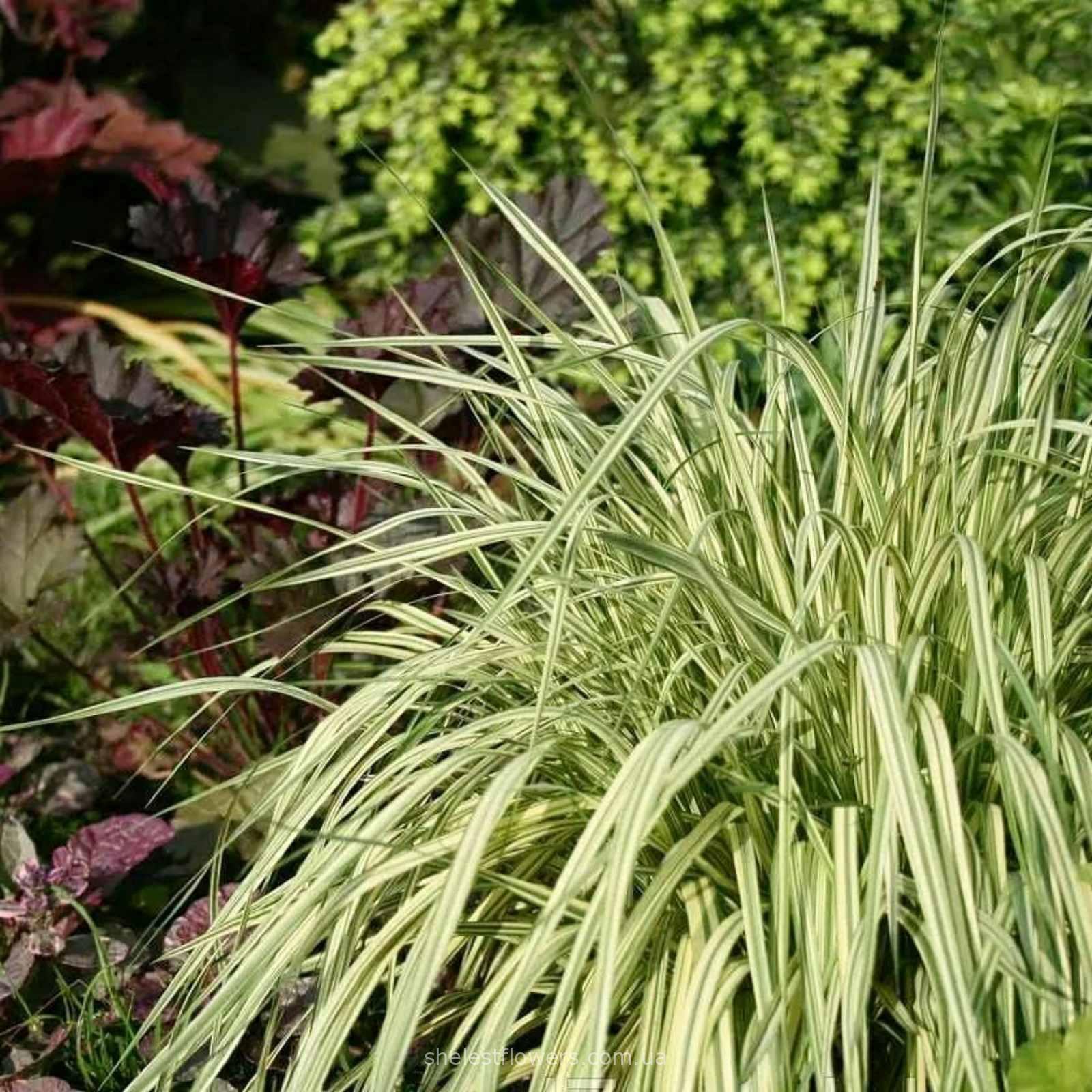Молінія блакитна Варієгата (Molinia Caerulea Variegata)