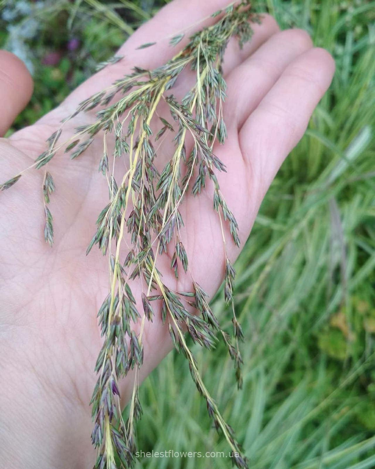 Молінія блакитна Варієгата (Molinia Caerulea Variegata) - Зображення 3