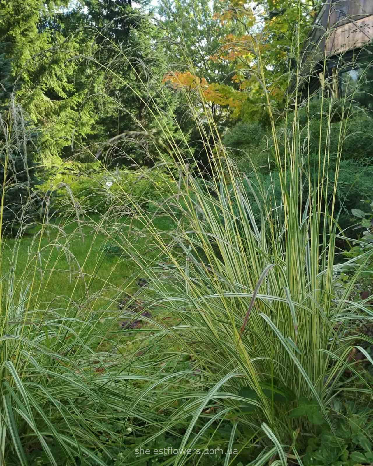 Молінія блакитна Варієгата (Molinia Caerulea Variegata) - Зображення 4