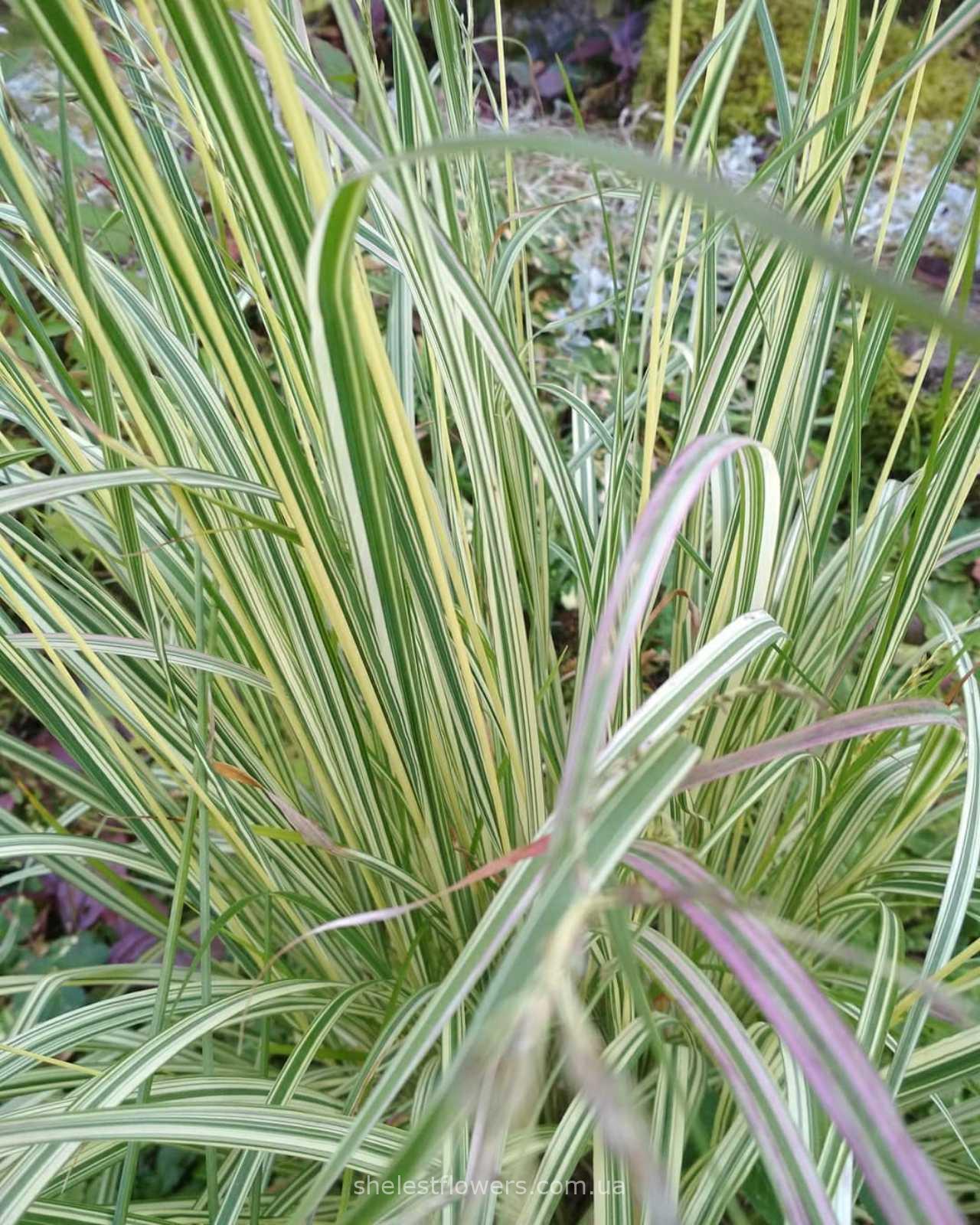 Молінія блакитна Варієгата (Molinia Caerulea Variegata) - Зображення 5