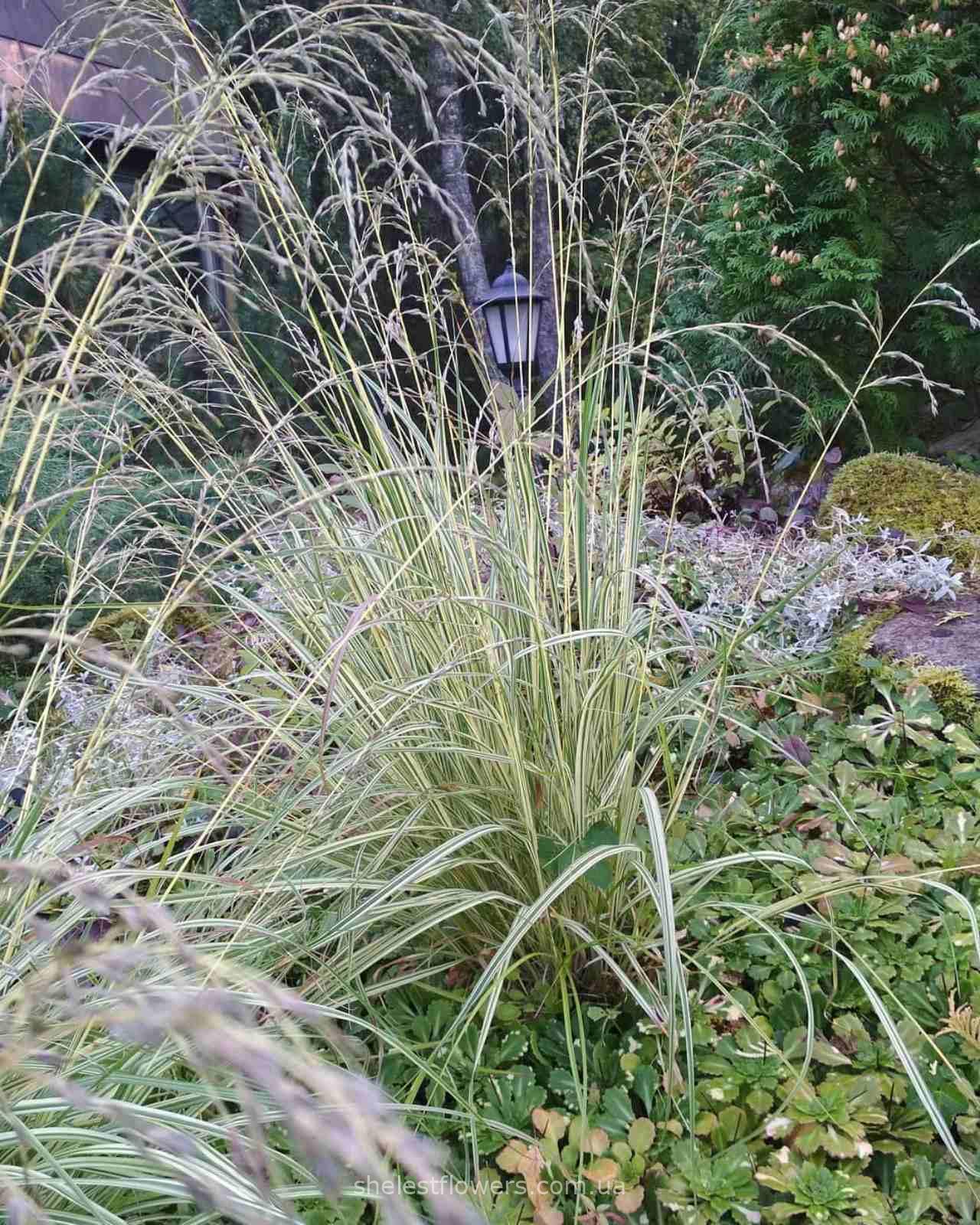 Молінія блакитна Варієгата (Molinia Caerulea Variegata) - Зображення 6