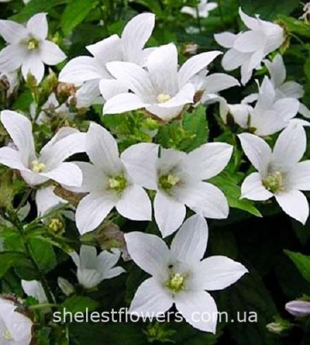 Дзвіночок Портеншлага White